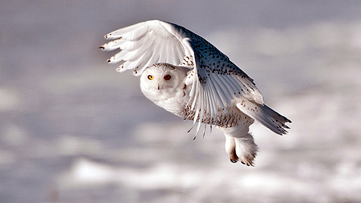 Rare Snowy Owl spotted in New York