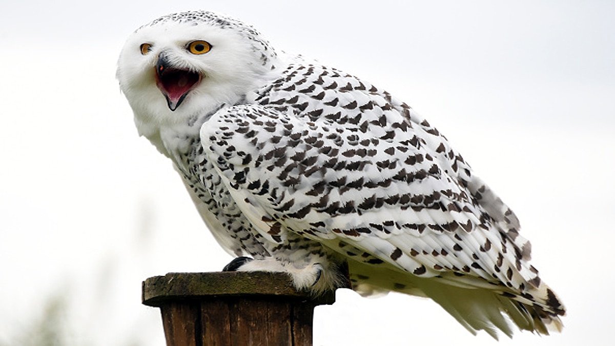 Rare Snowy Owl spotted in New York