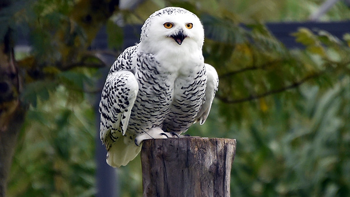 Rare Snowy Owl spotted in New York