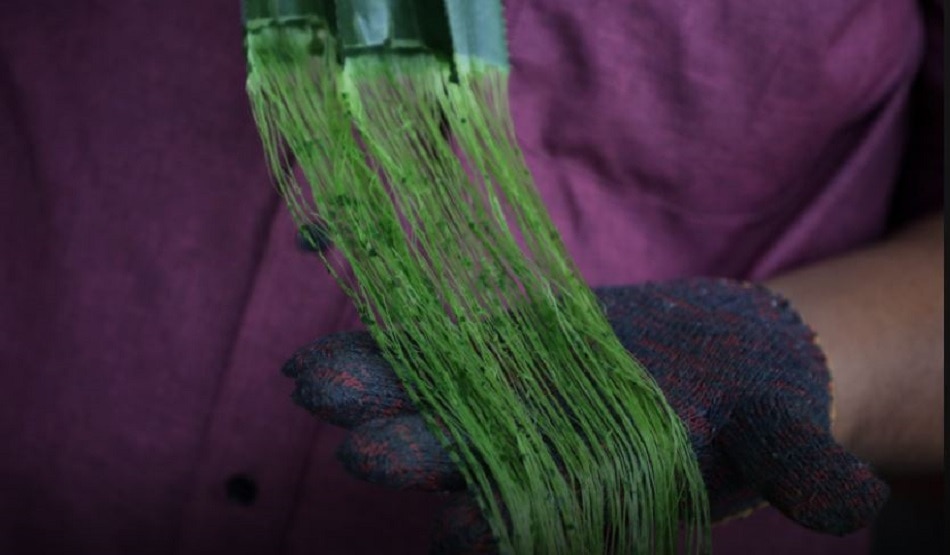 अनानास के पत्तों से बना दिया ड्रोन