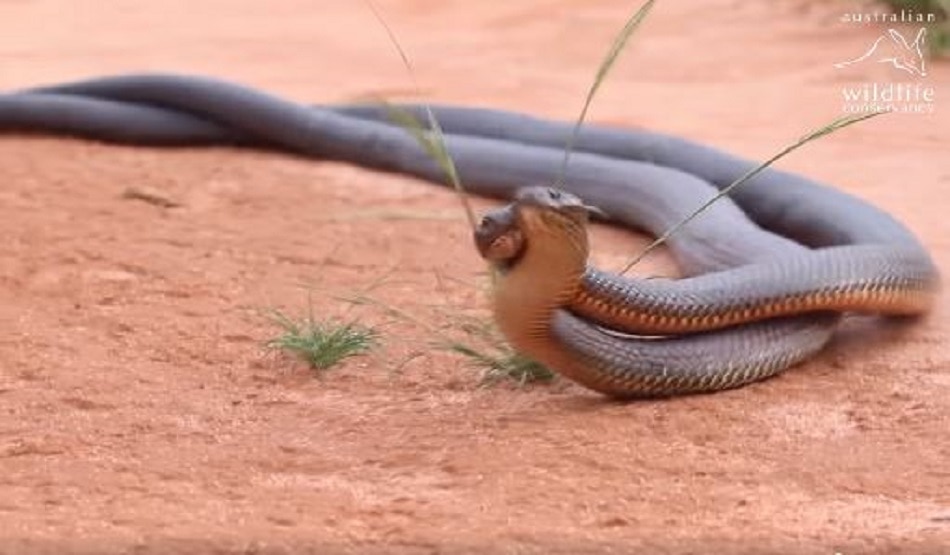 कभी नहीं देखी होगी सांपों की ऐसी लड़ाई