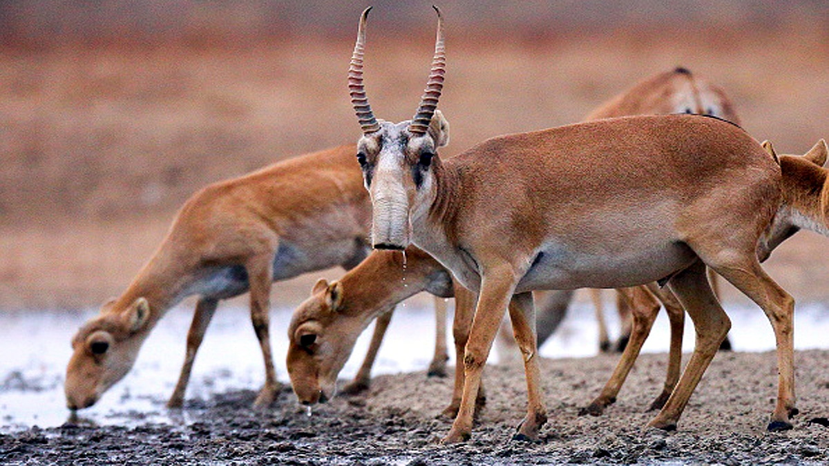 10 Biggest Animal Migrations