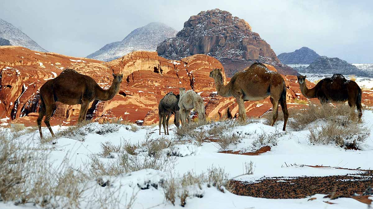 Snowfall in Sahara Desert Saudi Arabia 