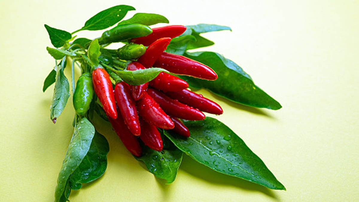 Chilli Peppers Chemical capsaicin boosts Solar Panel Cells