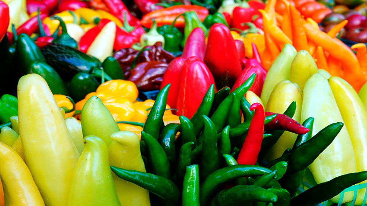 Chilli Peppers Chemical capsaicin boosts Solar Panel Cells