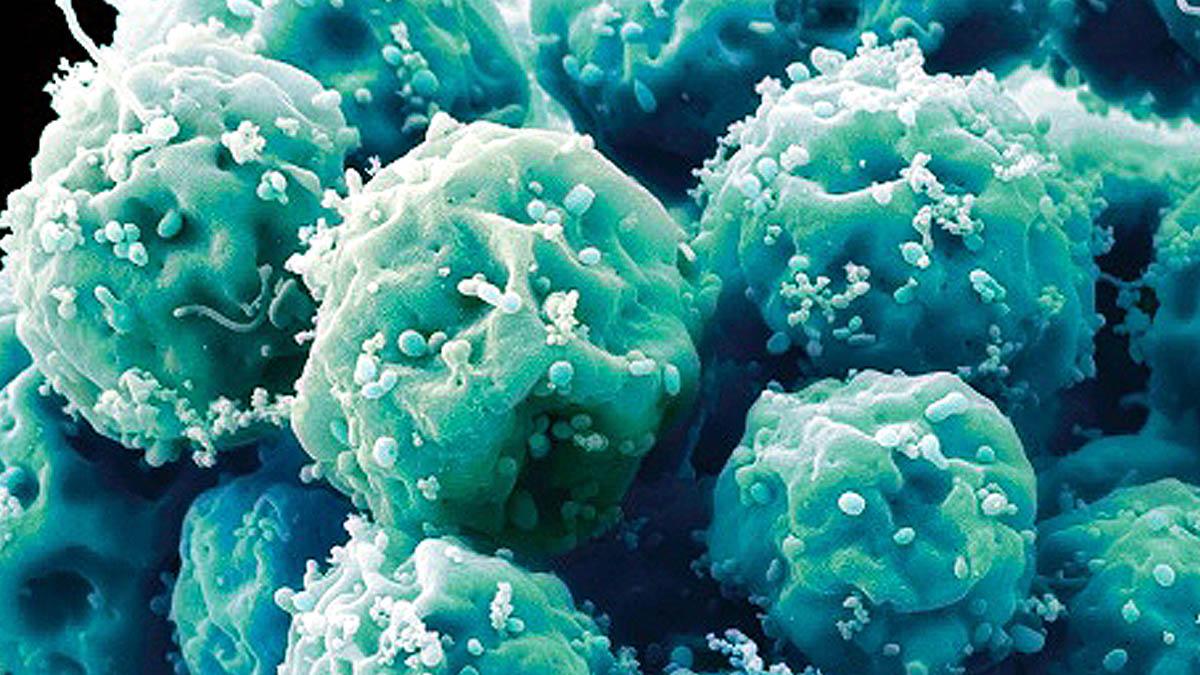 Scientists develop Smart Stem Cells with regenerative abilities 