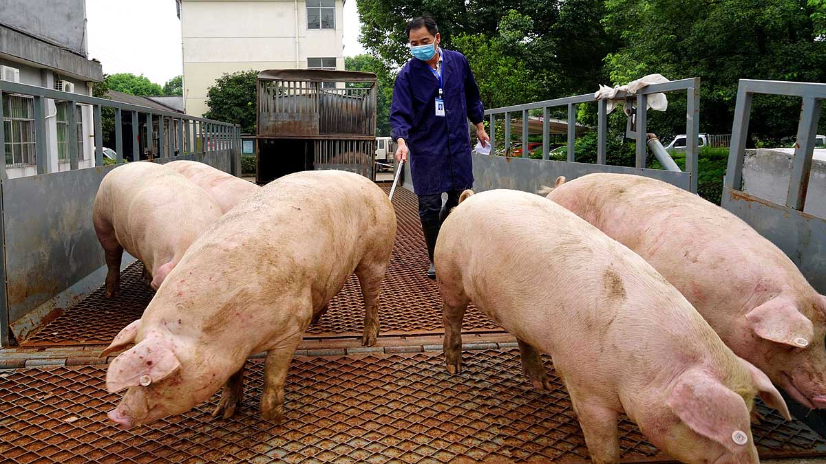 China Faces New Swine Fever 