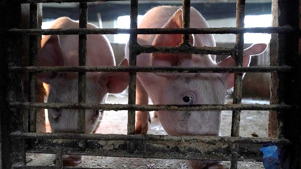 China Faces New Swine Fever 