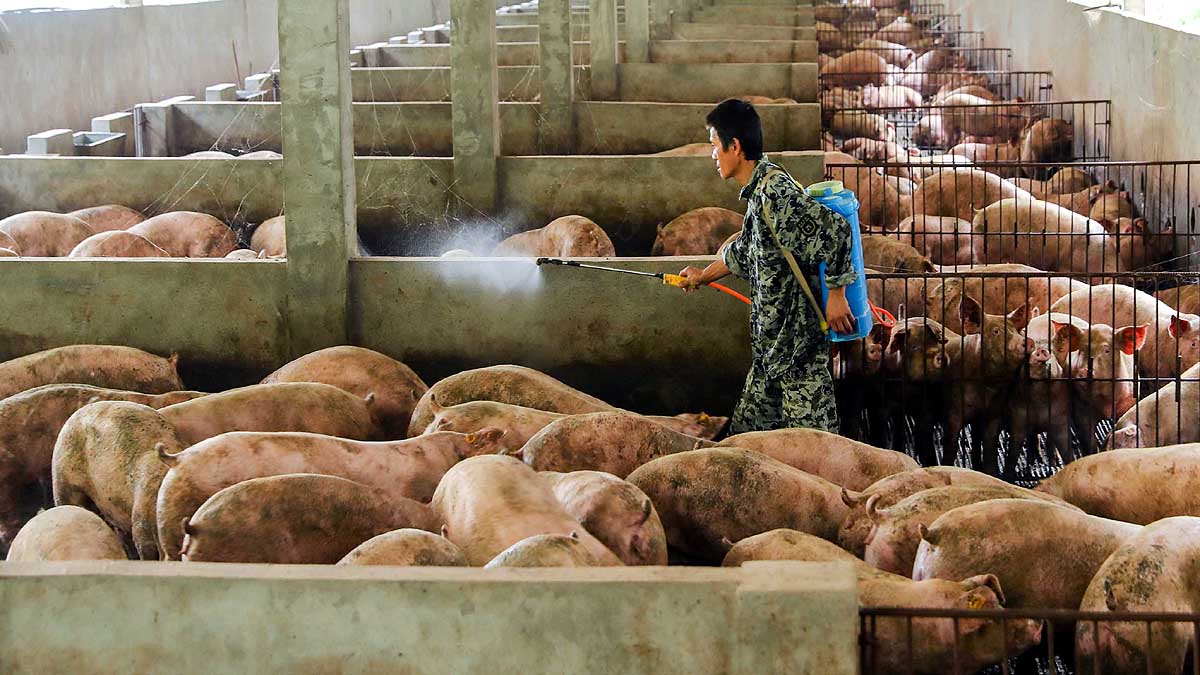 China Faces New Swine Fever 