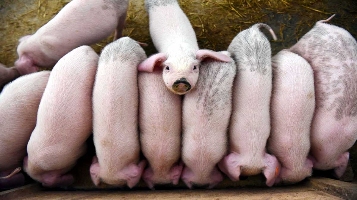 China Faces New Swine Fever 