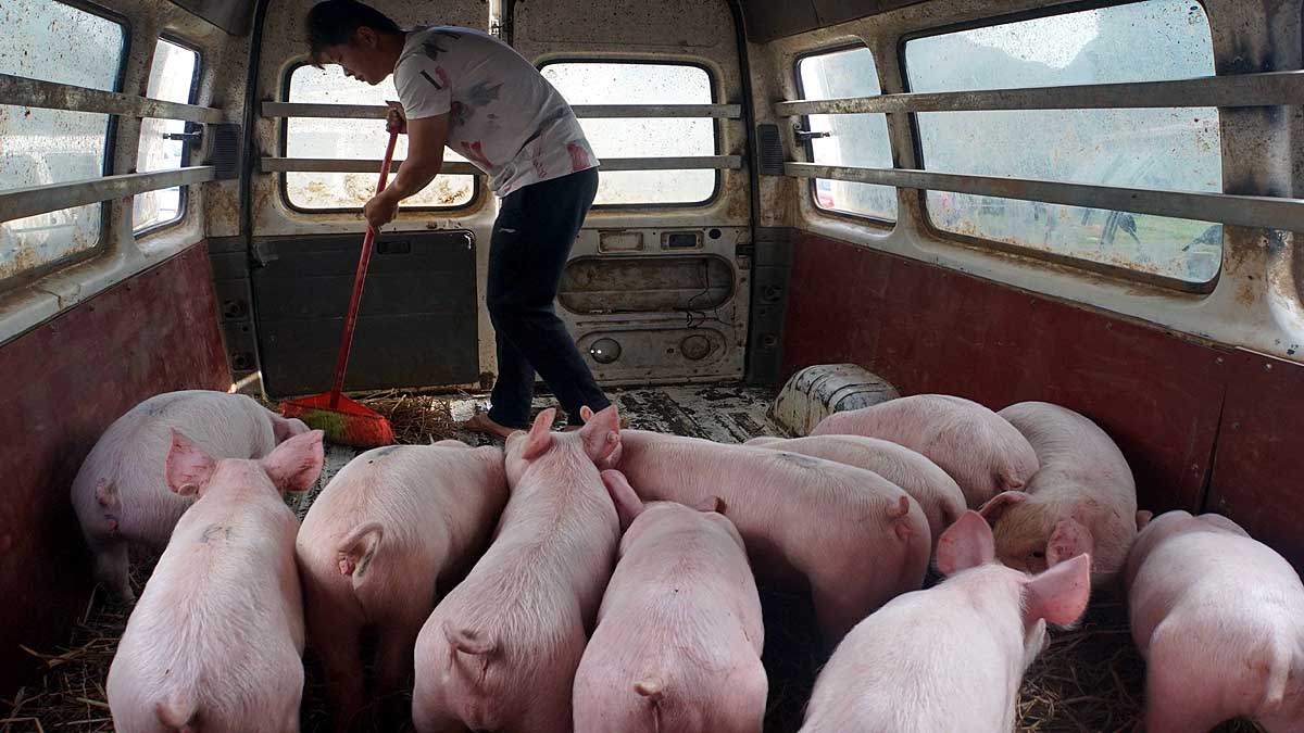 China Faces New Swine Fever 
