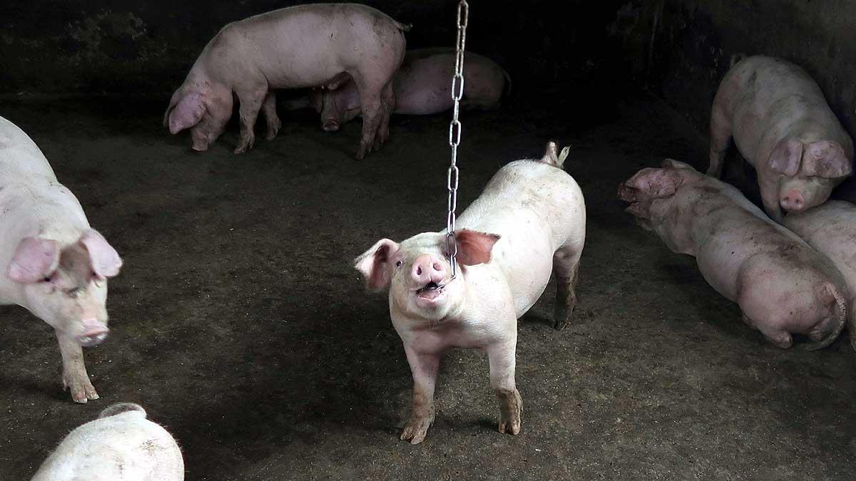 China Faces New Swine Fever 