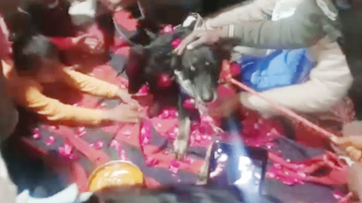 कुत्ते और कुतिया की शादी (फोटो आजतक)