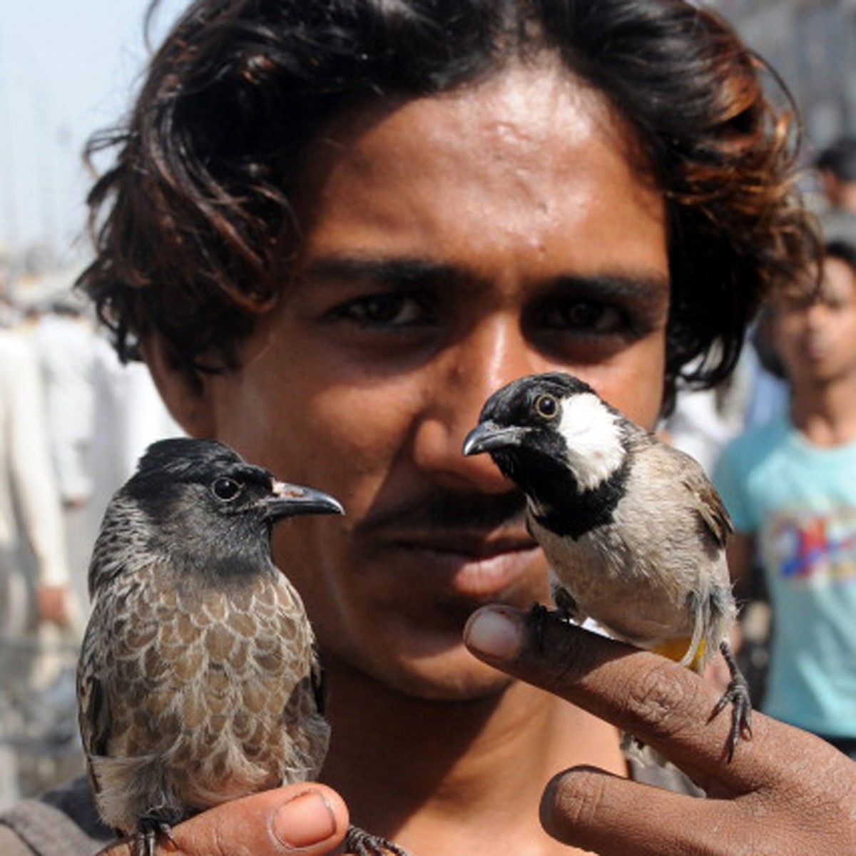 Bird Flu (प्रतीकात्‍मक फोटो) 