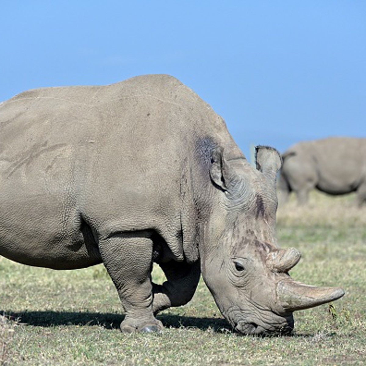  Northern white rhino (Gettyimages)