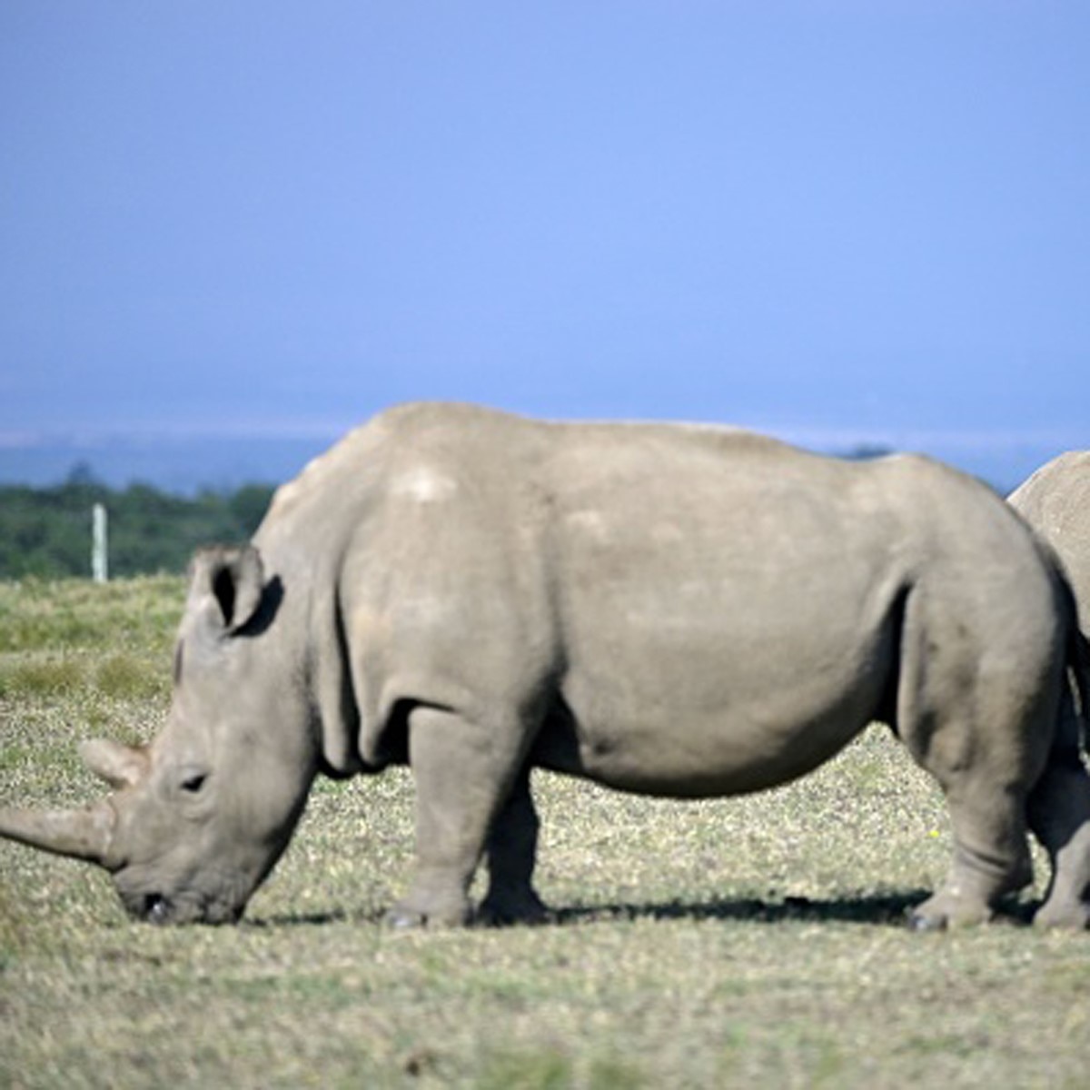 नॉदर्न व्‍हाइट राइनो