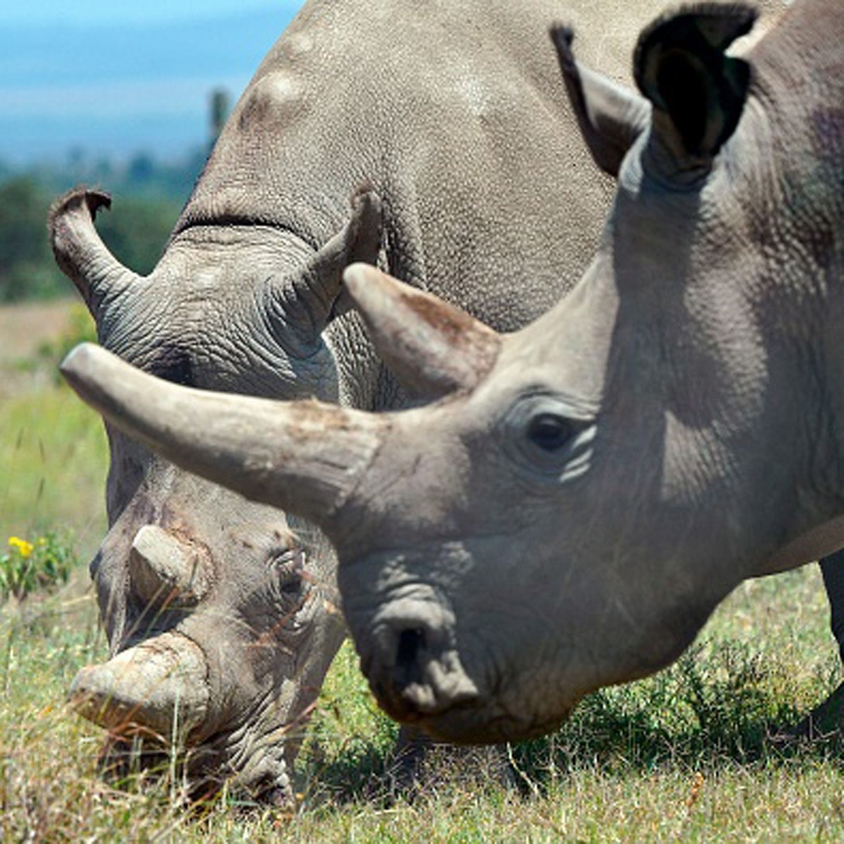  Northern white rhino (Gettyimages)