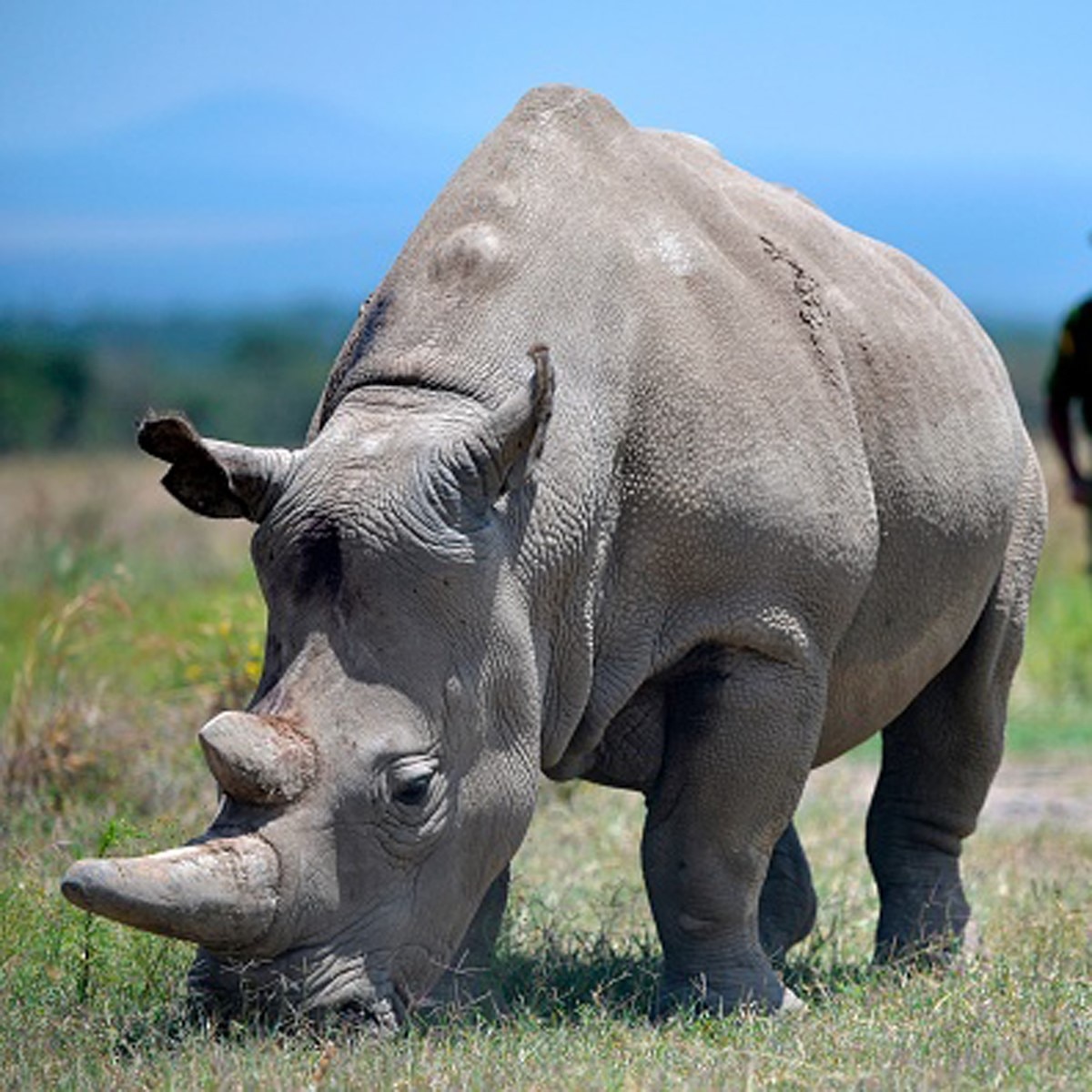  Northern white rhino (Gettyimages)
