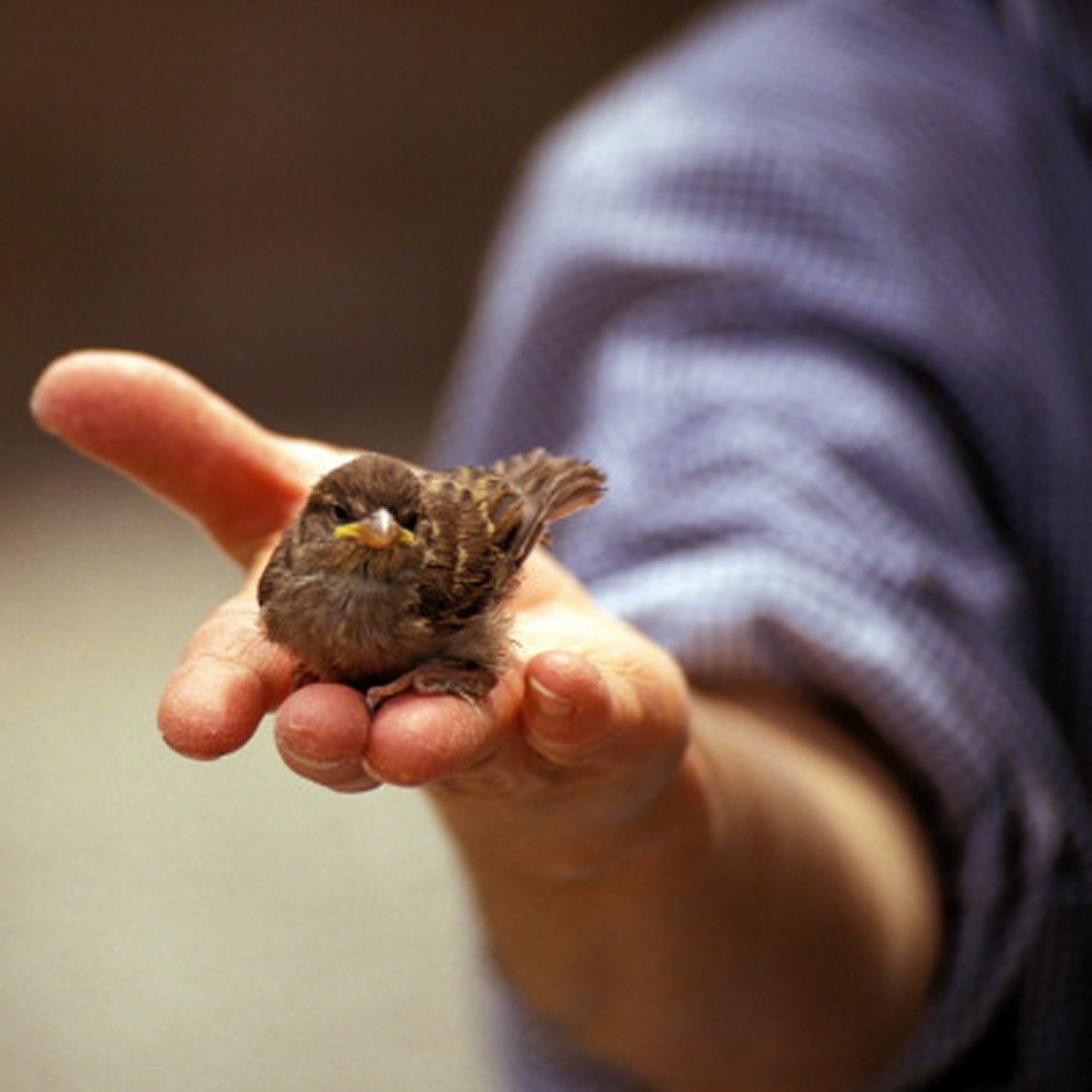 Bird Flu (प्रतीकात्‍मक फोटो) 