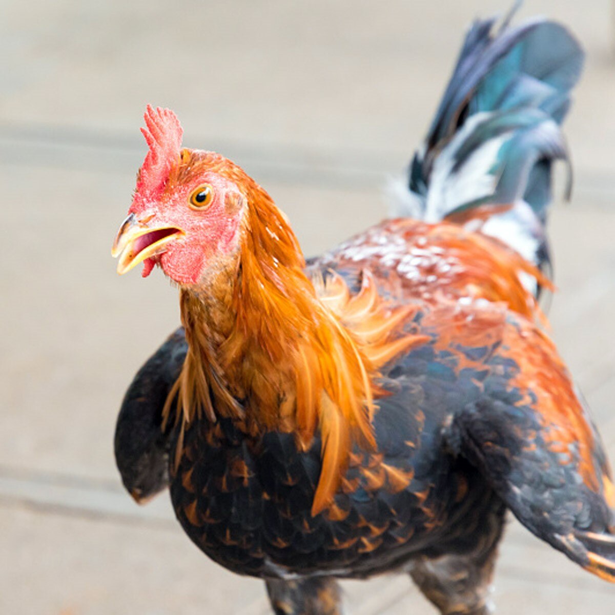 प्रतीकात्‍मक फोटो