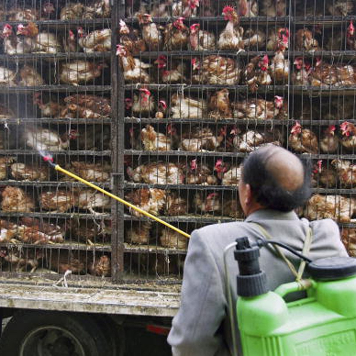 Bird Flu (प्रतीकात्‍मक फोटो) 