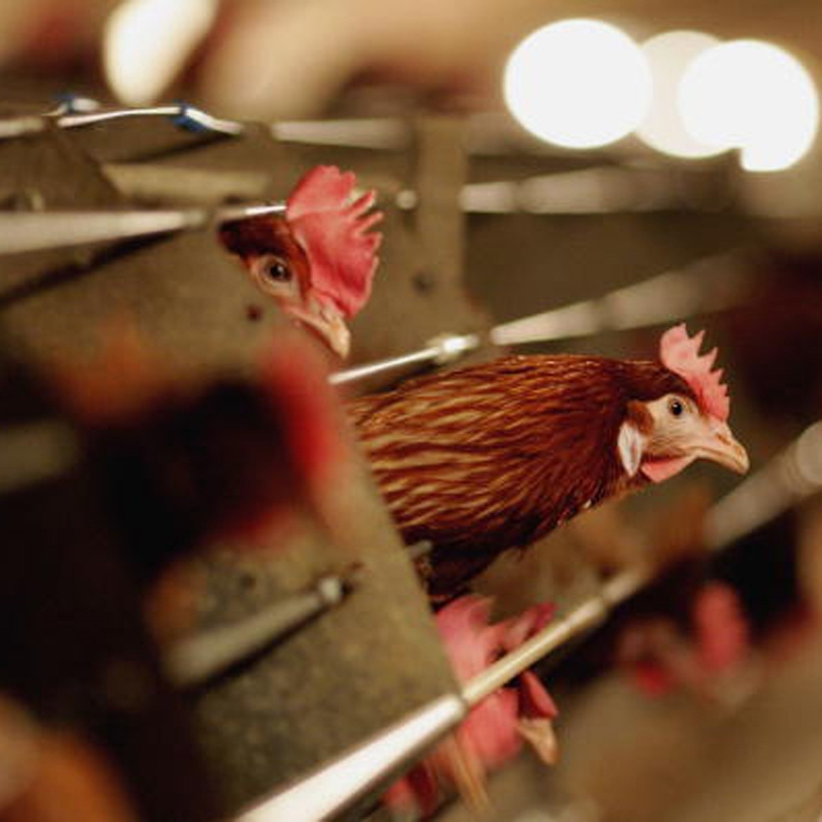 Bird Flu (प्रतीकात्‍मक फोटो) 