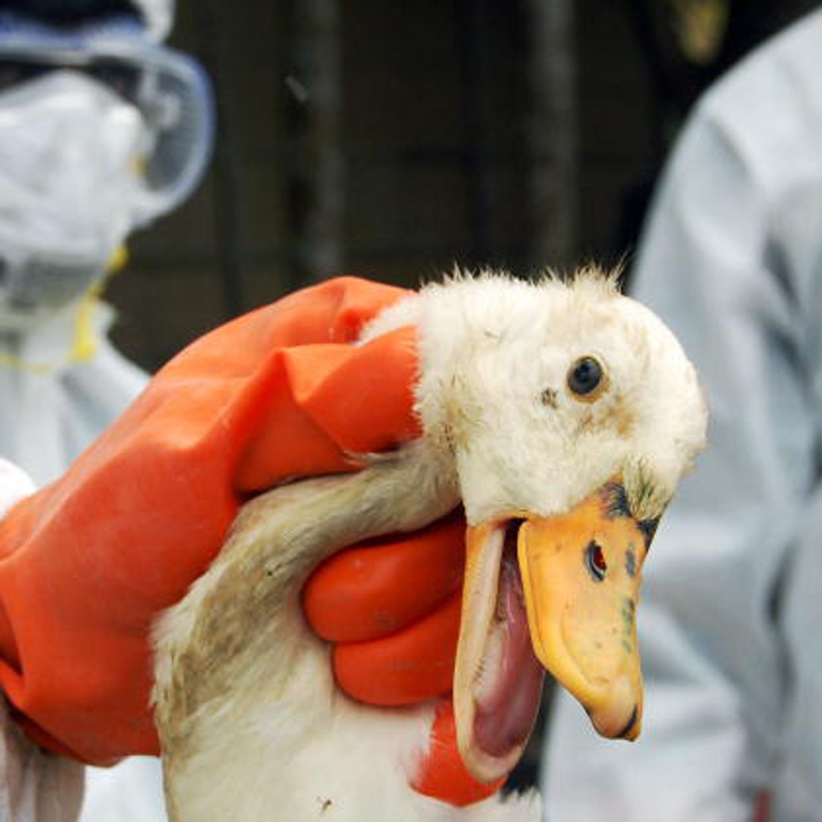 Bird Flu (प्रतीकात्‍मक फोटो) 