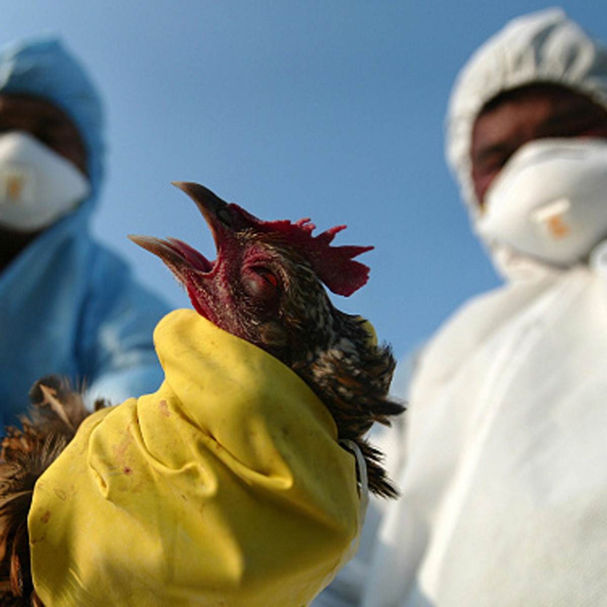 Bird Flu (प्रतीकात्‍मक फोटो) 