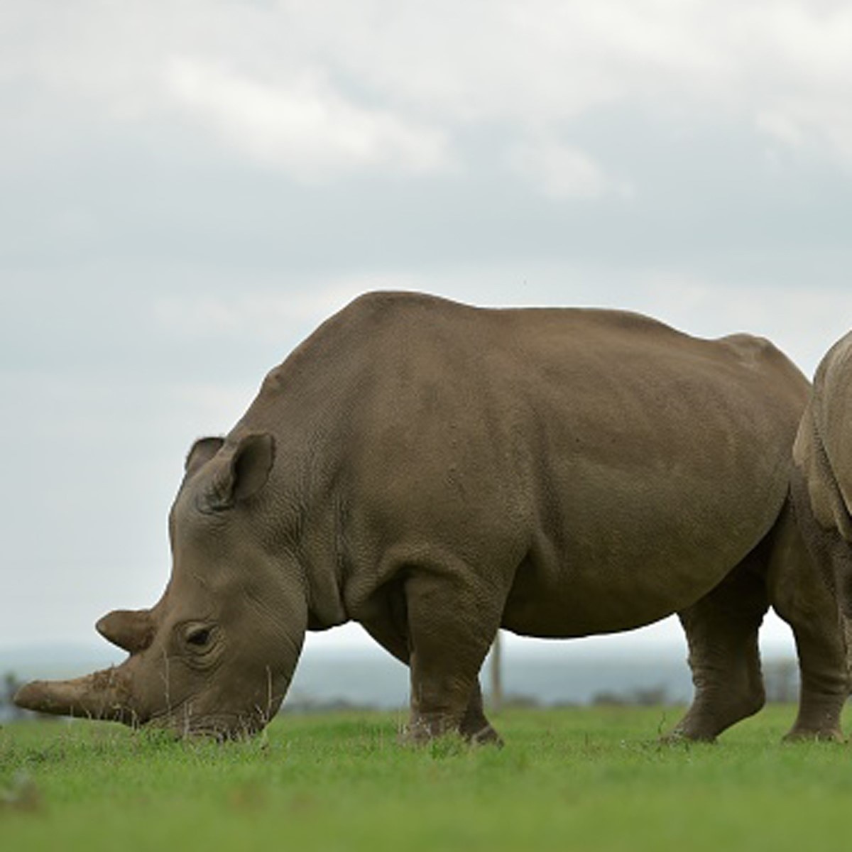 Northern white rhino (Gettyimages)