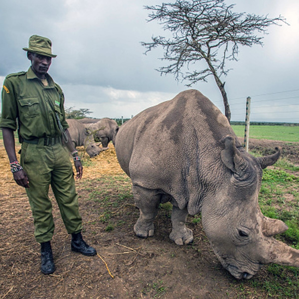  Northern white rhino (Gettyimages)