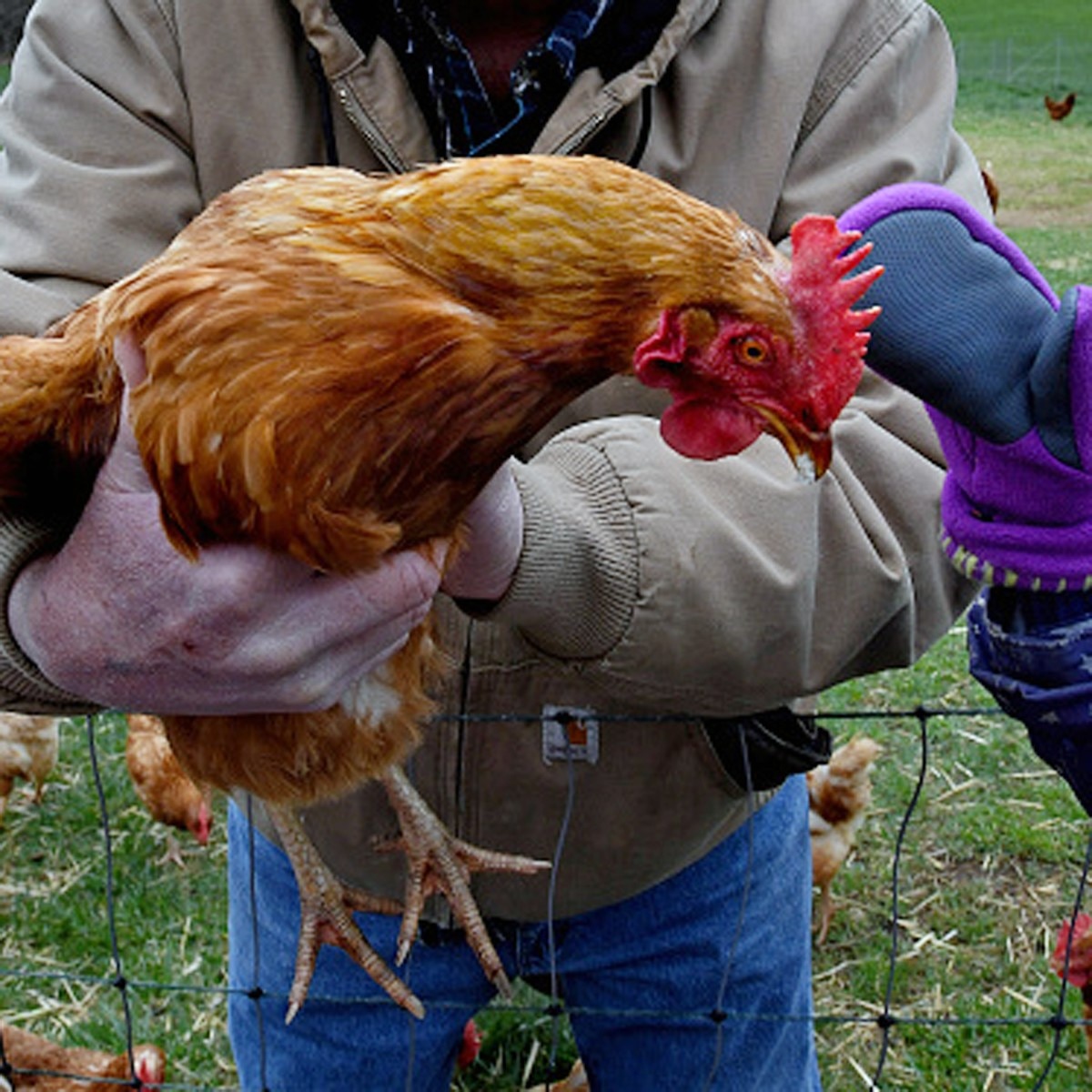 Bird Flu (प्रतीकात्‍मक फोटो) 