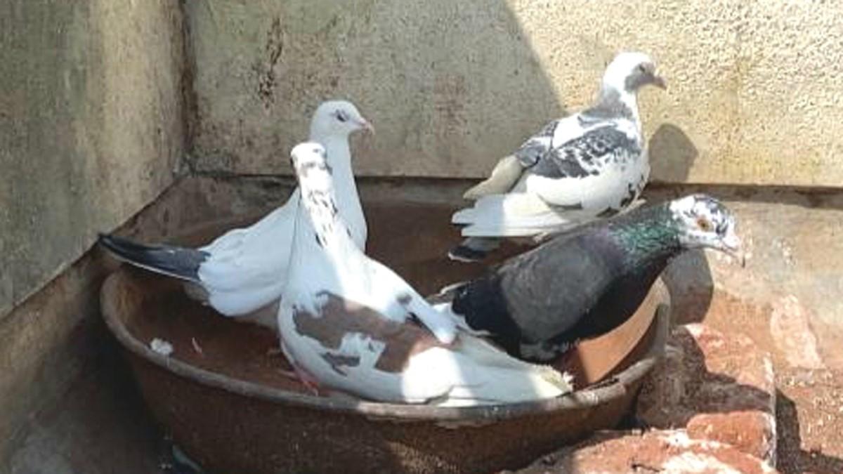  ढोंगी बाबा ने साढ़े 6 लाख रुपये के कबूतर खरीदने को कहा (फोटो आजतक)