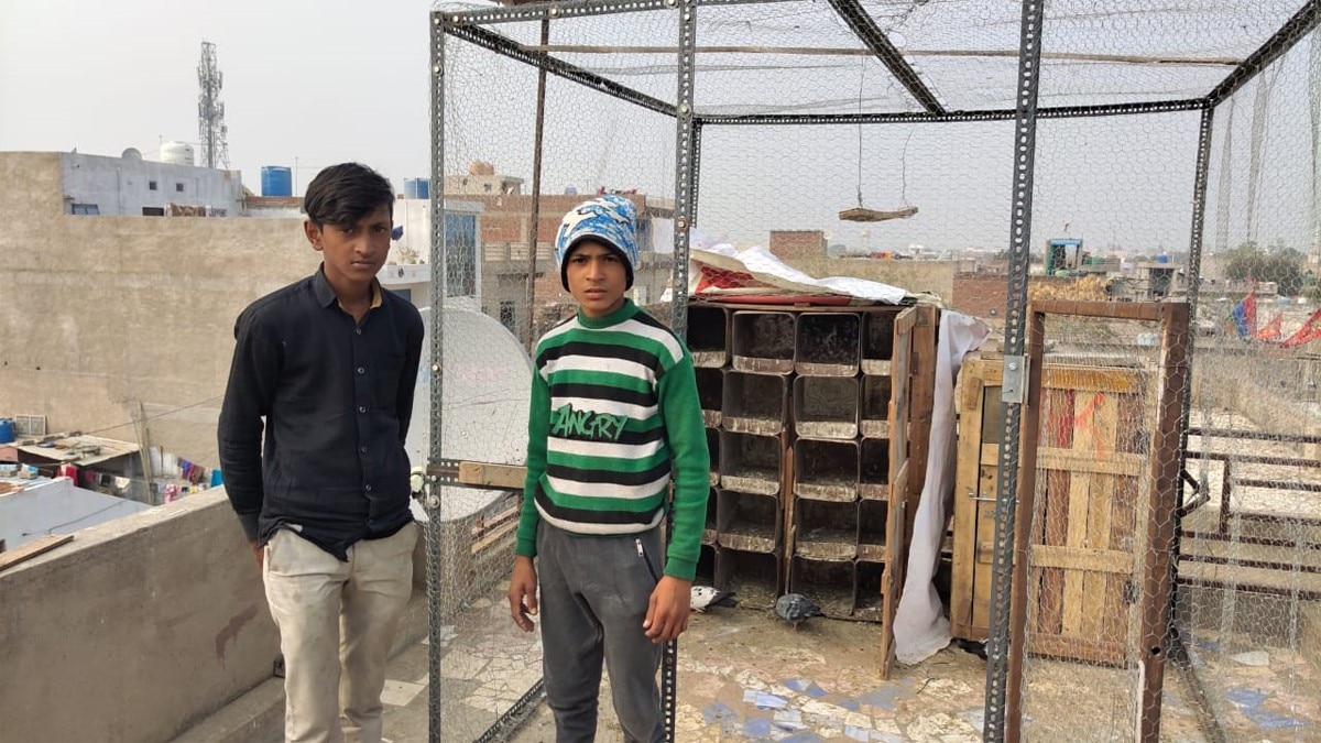 घर की छत से 140 कबूतर चोरी (फोटो आजतक)