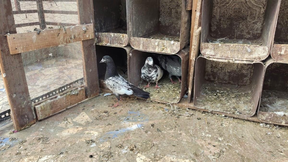 घर की छत से 140 कबूतर चोरी (फोटो आजतक)