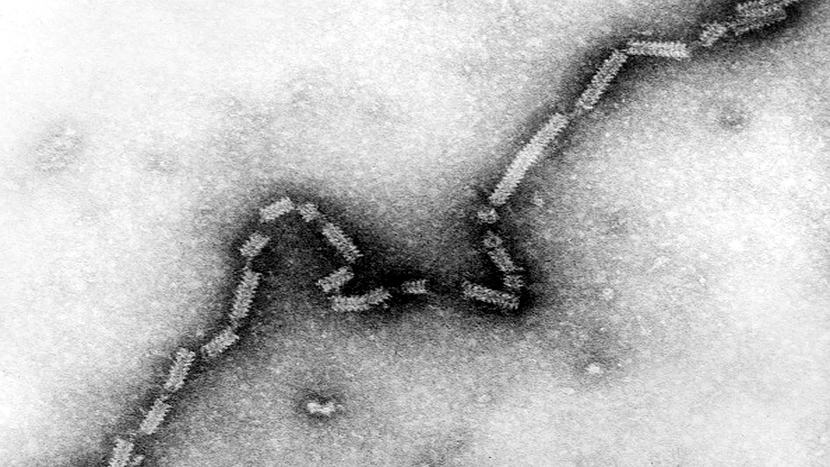 How the First Corona Vaccine Made