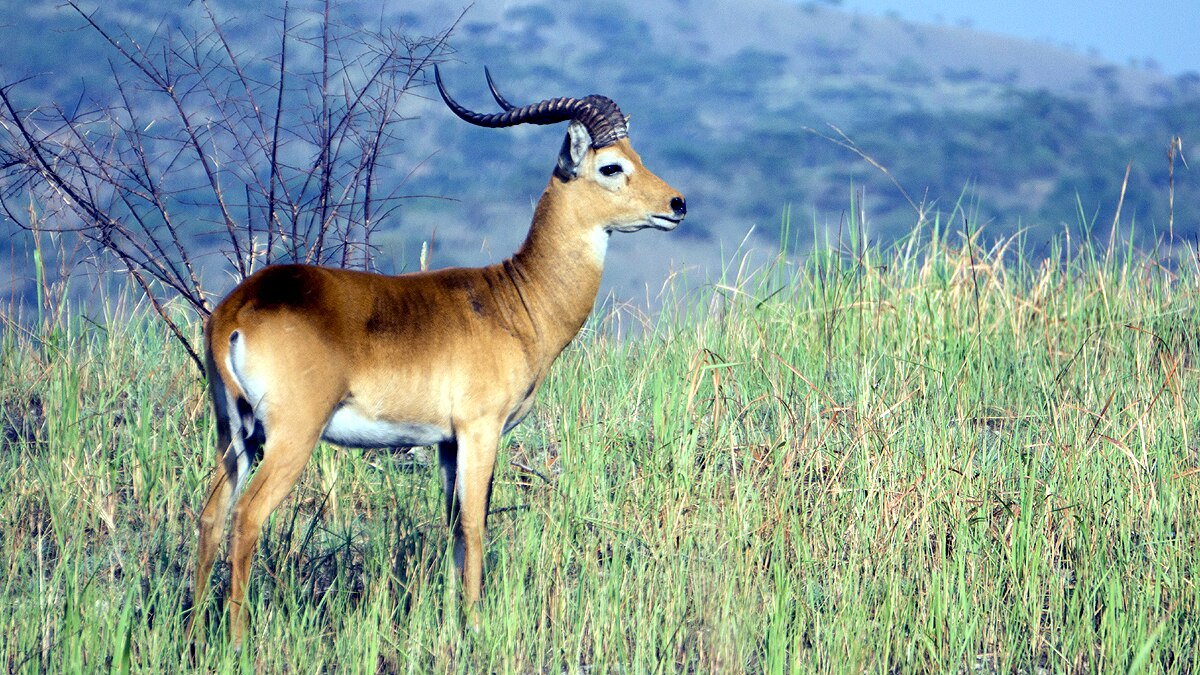 10 Biggest Animal Migrations