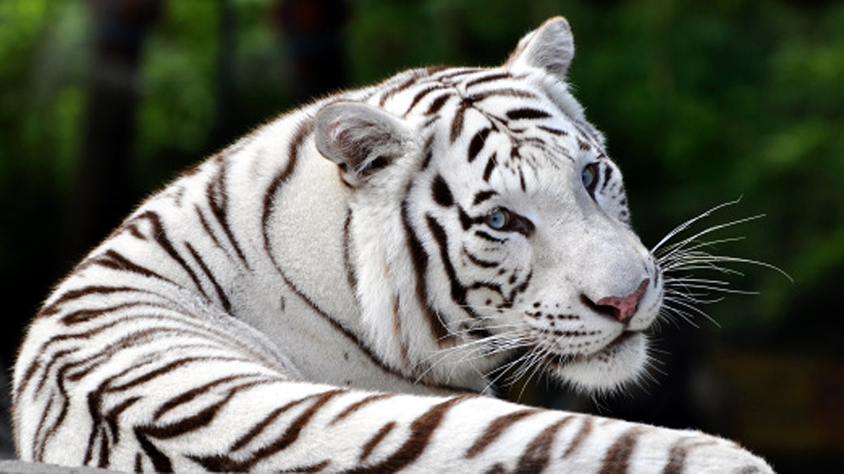 How White Tiger Came to World