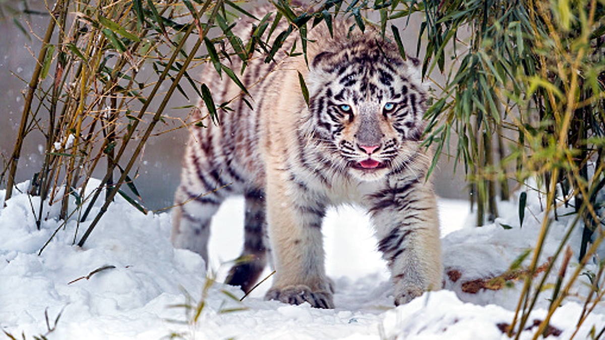 How White Tiger Came to World