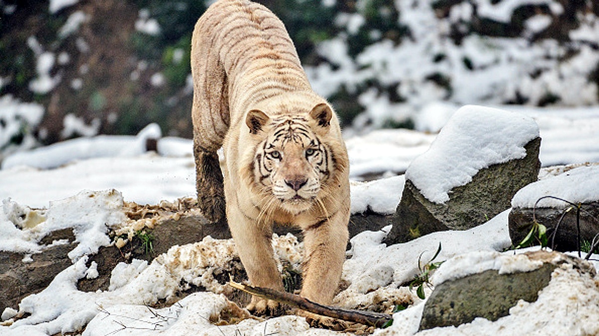 How White Tiger Came to World