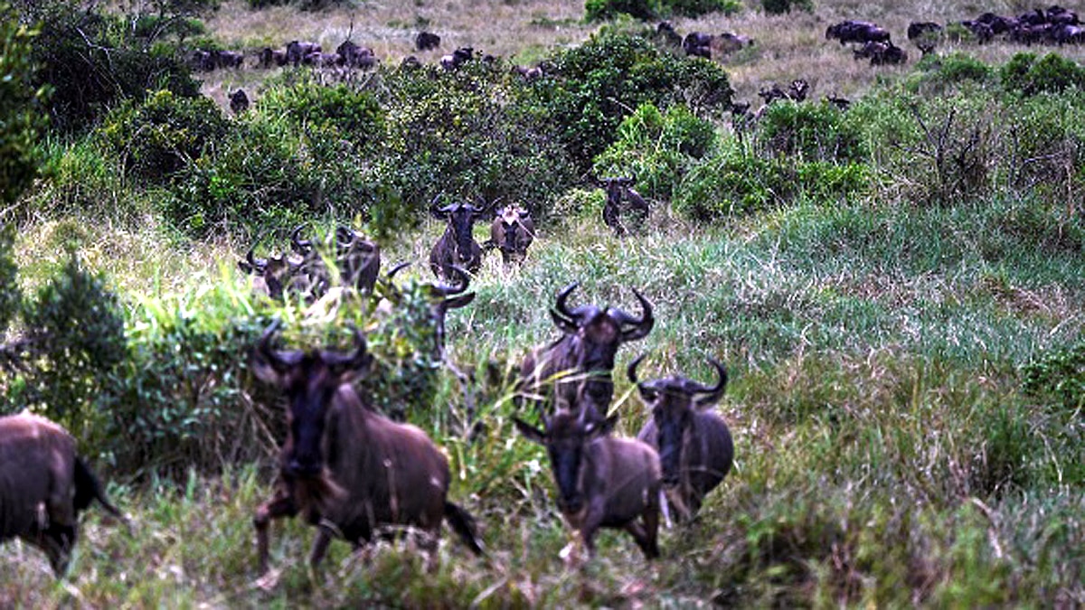 10 Biggest Animal Migrations