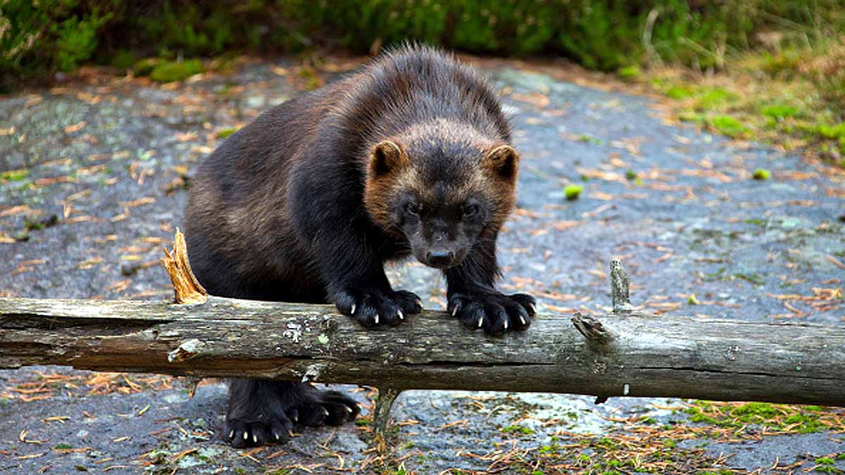 first time Wolverine seen in Yellowstone