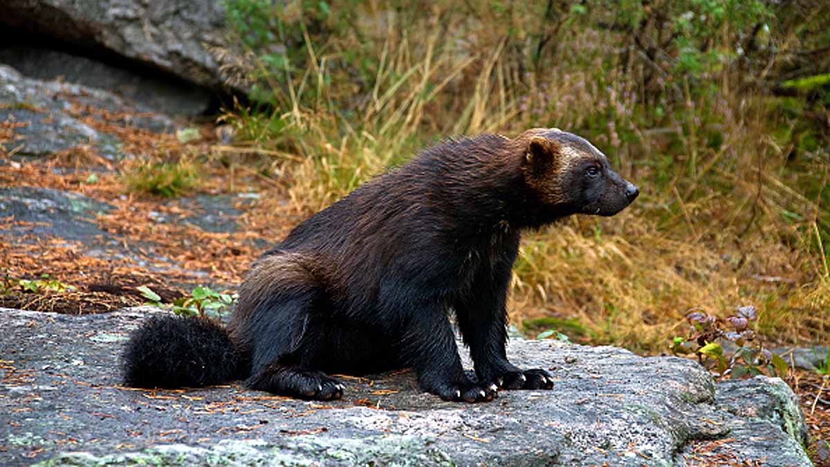 first time Wolverine seen in Yellowstone