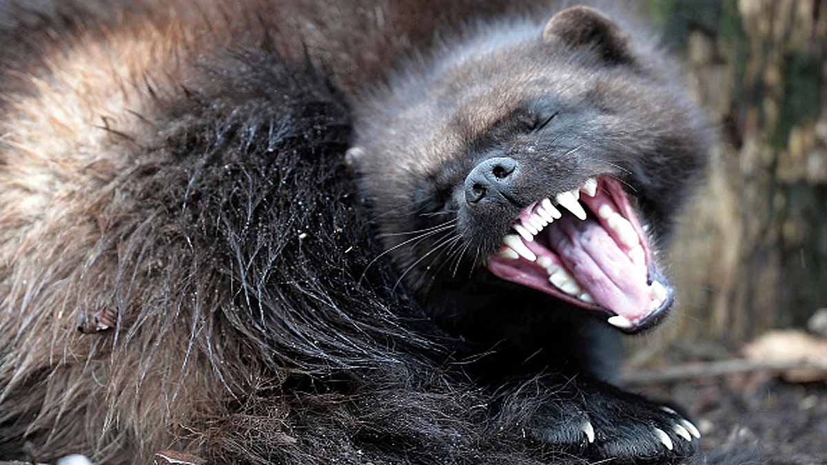 first time Wolverine seen in Yellowstone