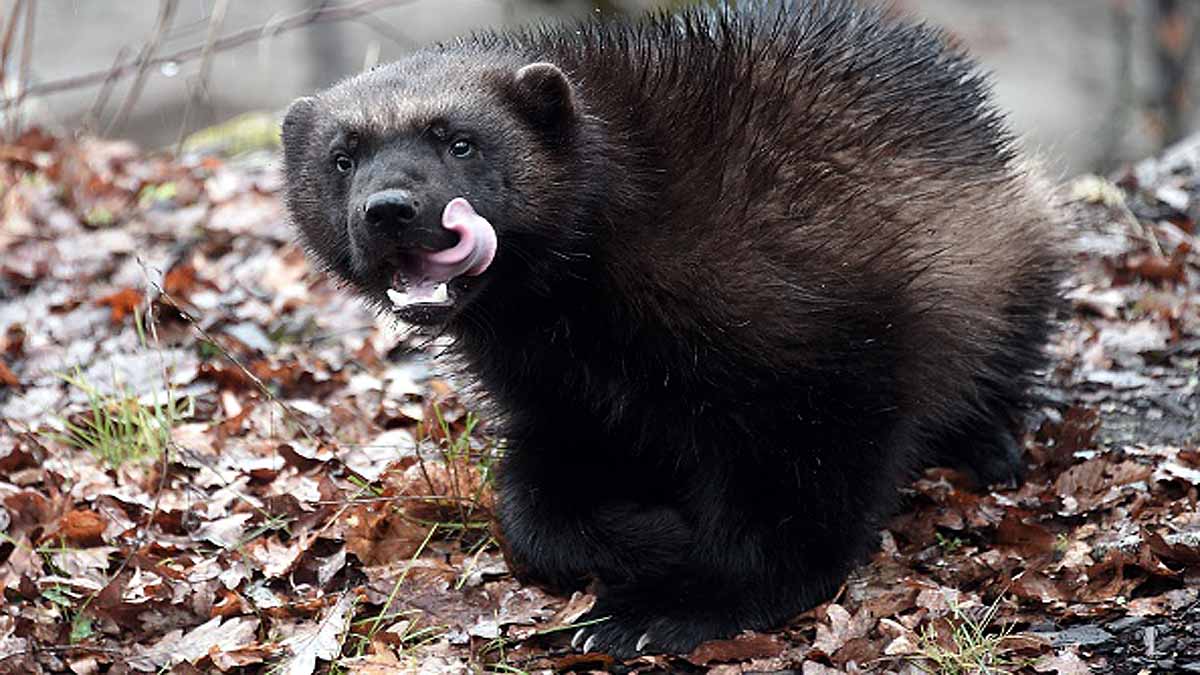 first time Wolverine seen in Yellowstone