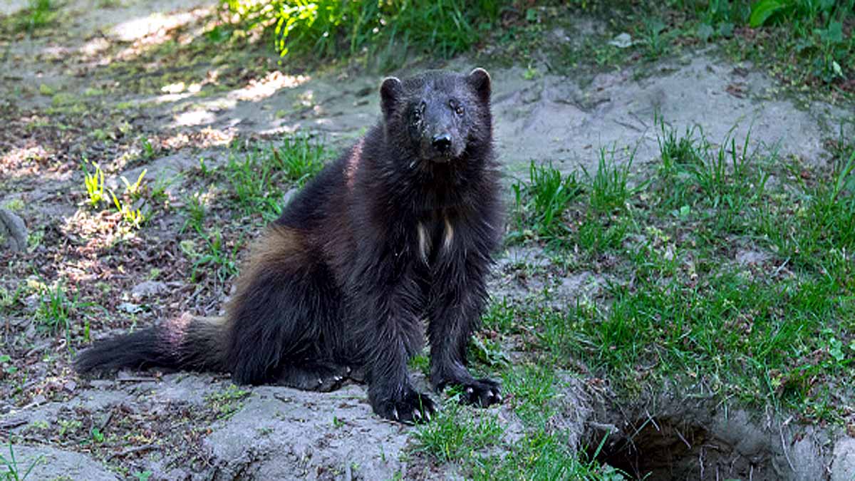 first time Wolverine seen in Yellowstone