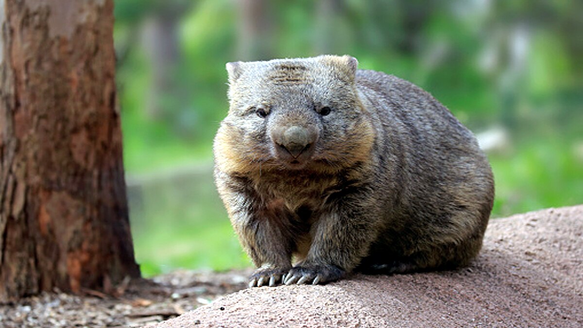 Cube shaped poo mystery solved