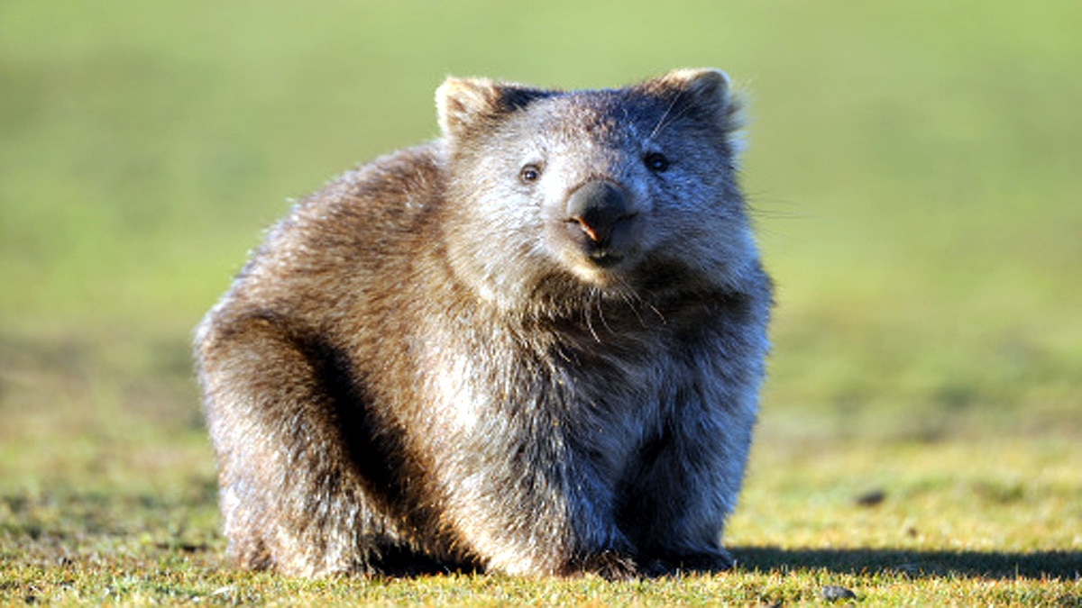 Cube shaped poo mystery solved