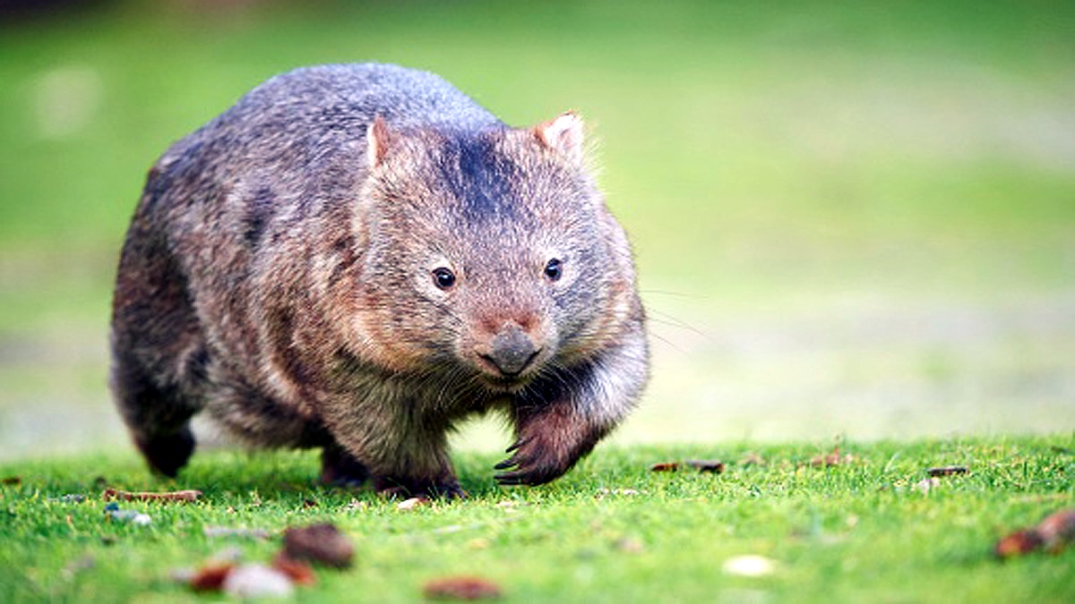 Cube shaped poo mystery solved