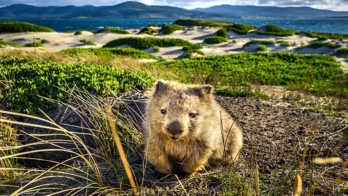 Cube shaped poo mystery solved