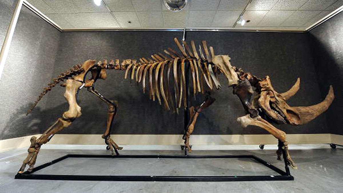 Woolly Rhino found in Siberian Permafrost 